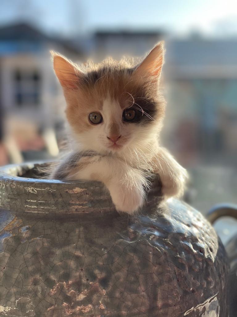 IMG-20210127-WA0016torty puck foto 2