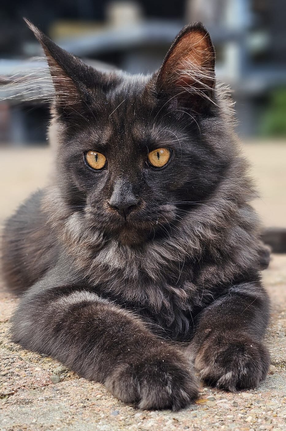 PHOTO-2024-07-12-20-07-30_2